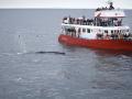 Humpback whale and Elding boat